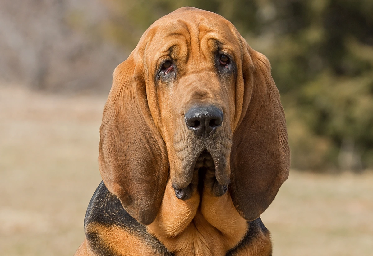 Bloodhound