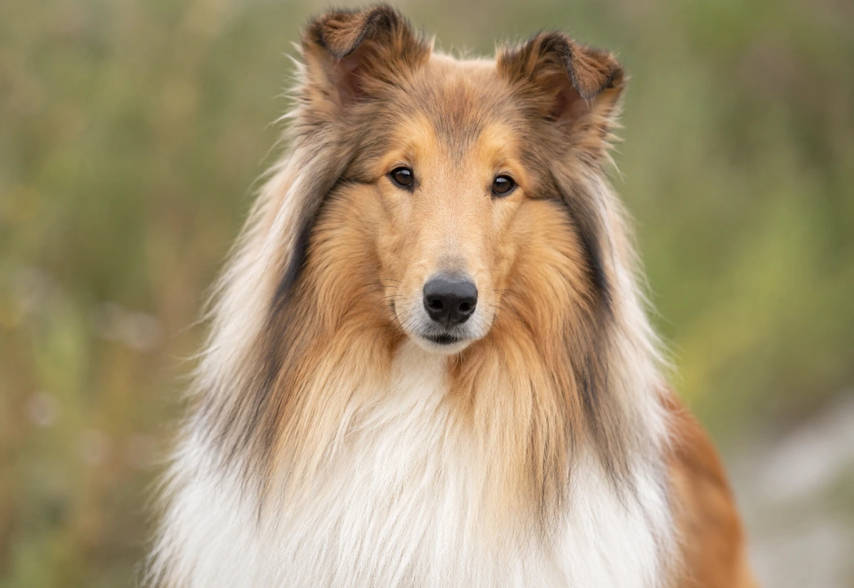 Collie