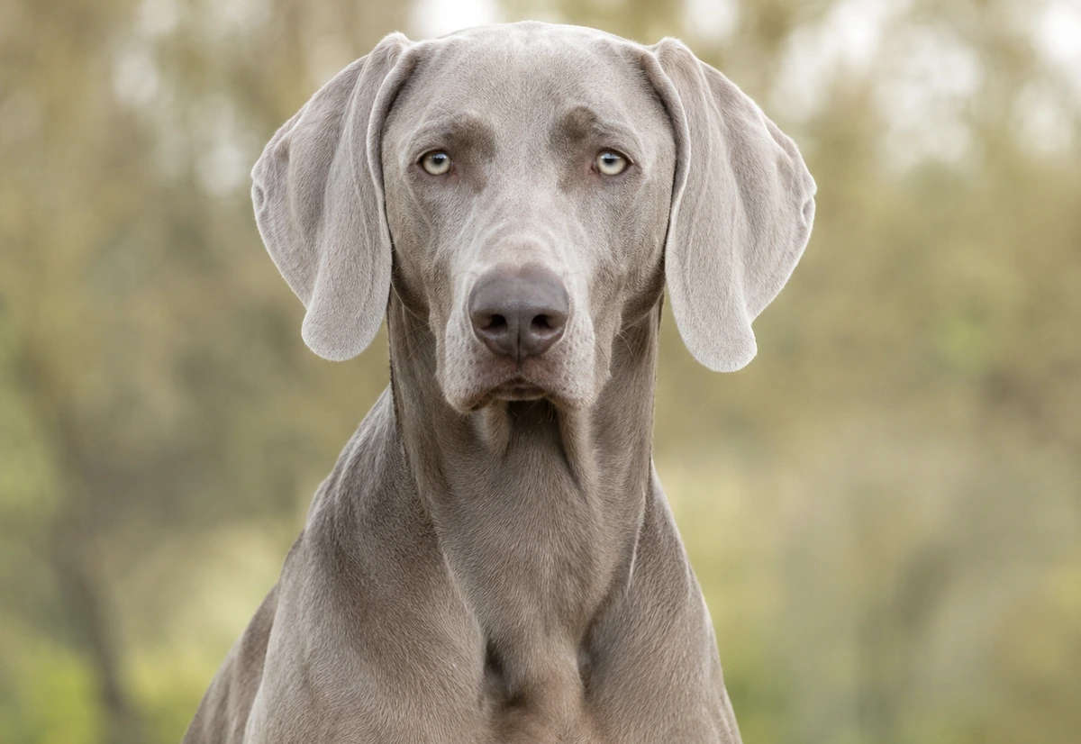Weimaraner breed profile