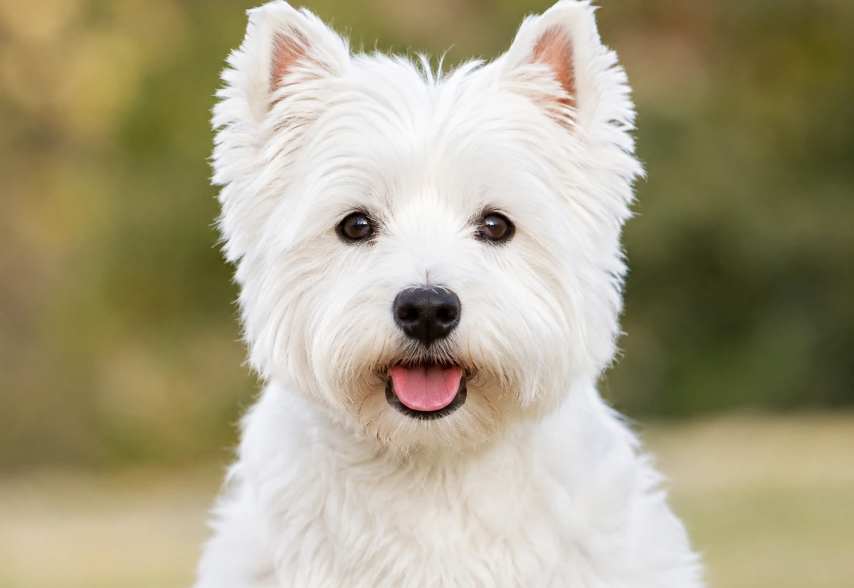West Highland White Terrier